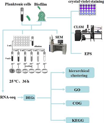 Comparative Transcriptome Analysis Reveals Regulatory Factors Involved in Vibrio Parahaemolyticus Biofilm Formation